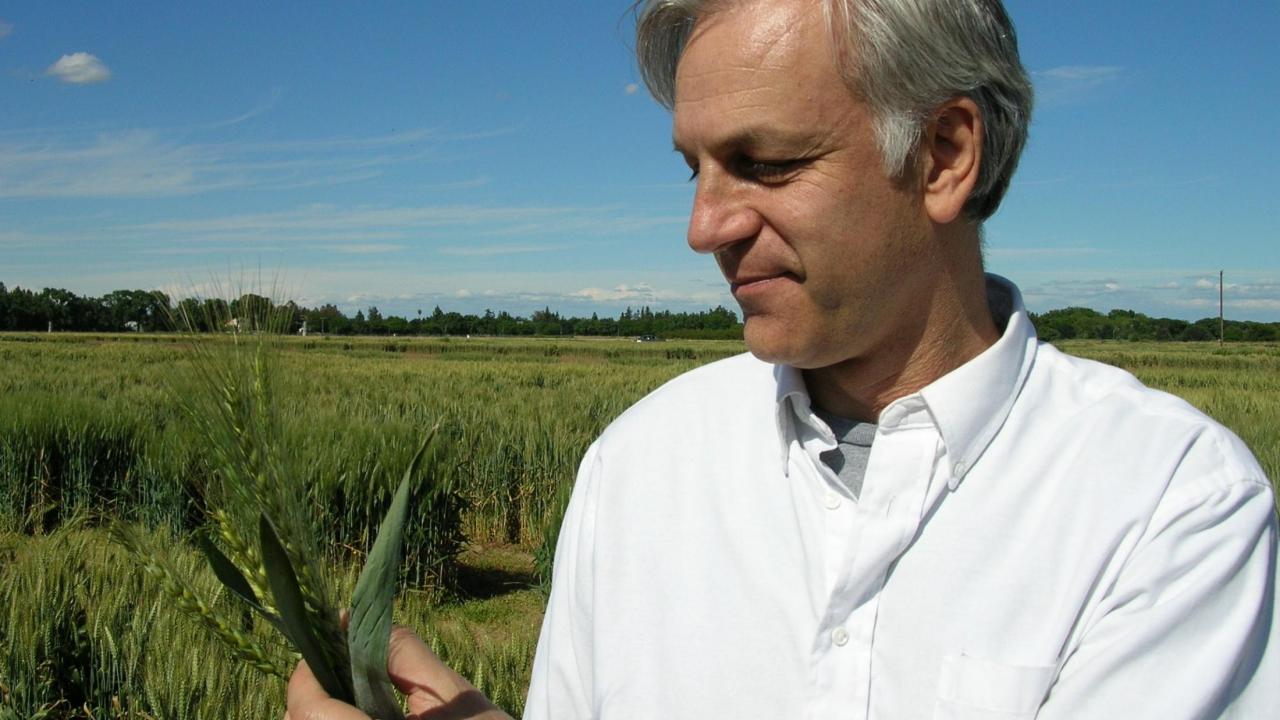 Jorge Dubcovsky standing in a field looking at wheat.