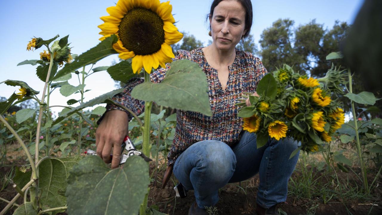 Julia Schreiber, lead gardener at the UC Davis Student Farm, inspects sunflowers.