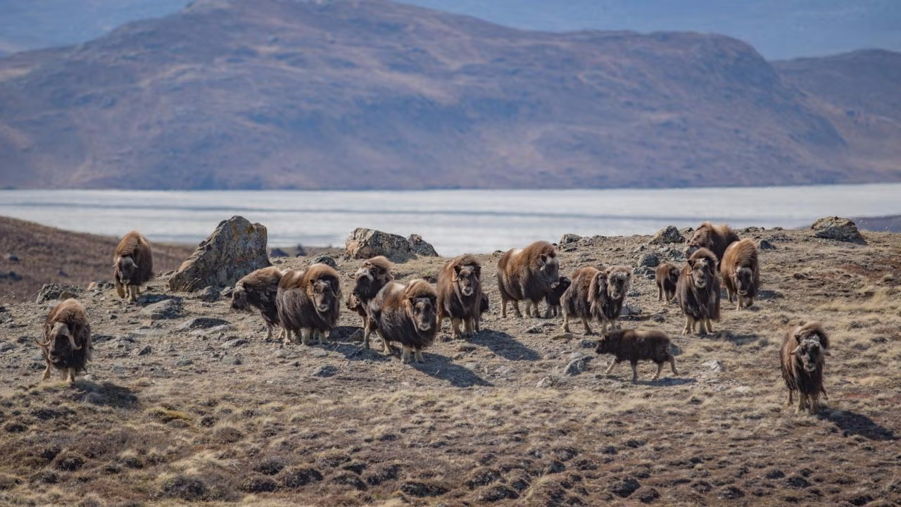 A group of muskoxen gather on the Arctic tundra near Kangerlussuaq, Greenland. (Jeff Kerby)
