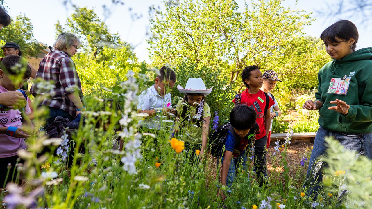Kids in the Garden is a two-quarter course and internship program for UC Davis students to learn how to teach elementary school students the basics of growing fruits and vegetables and how plants grow. Photo by: Jael Mackendorf, UC Davis