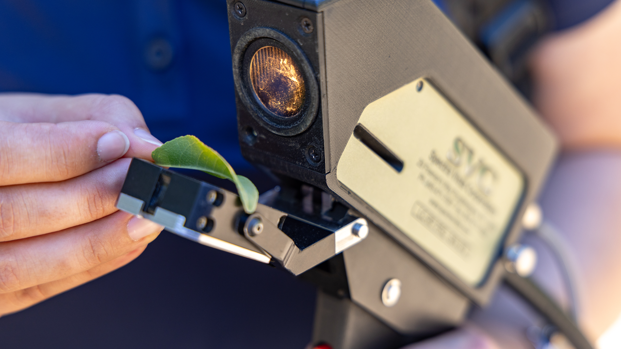 A handheld machine examines a green leaf.