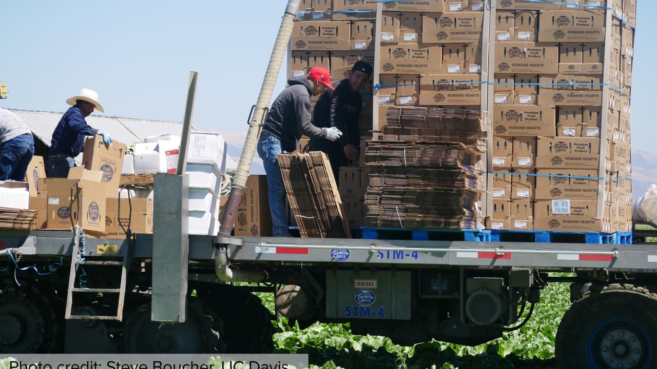Agricultural workers loading lettuce onto trucks.