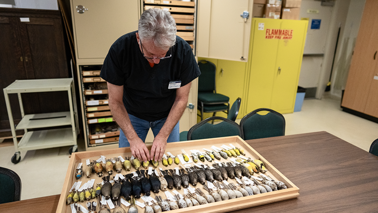 Museum of Wildlife and Fish Biology Curator Andy Engilis shows specimens part of the museum’s avian inventory of the Sacramento Valley. Photo by: Jael Mackendorf, UC Davis.