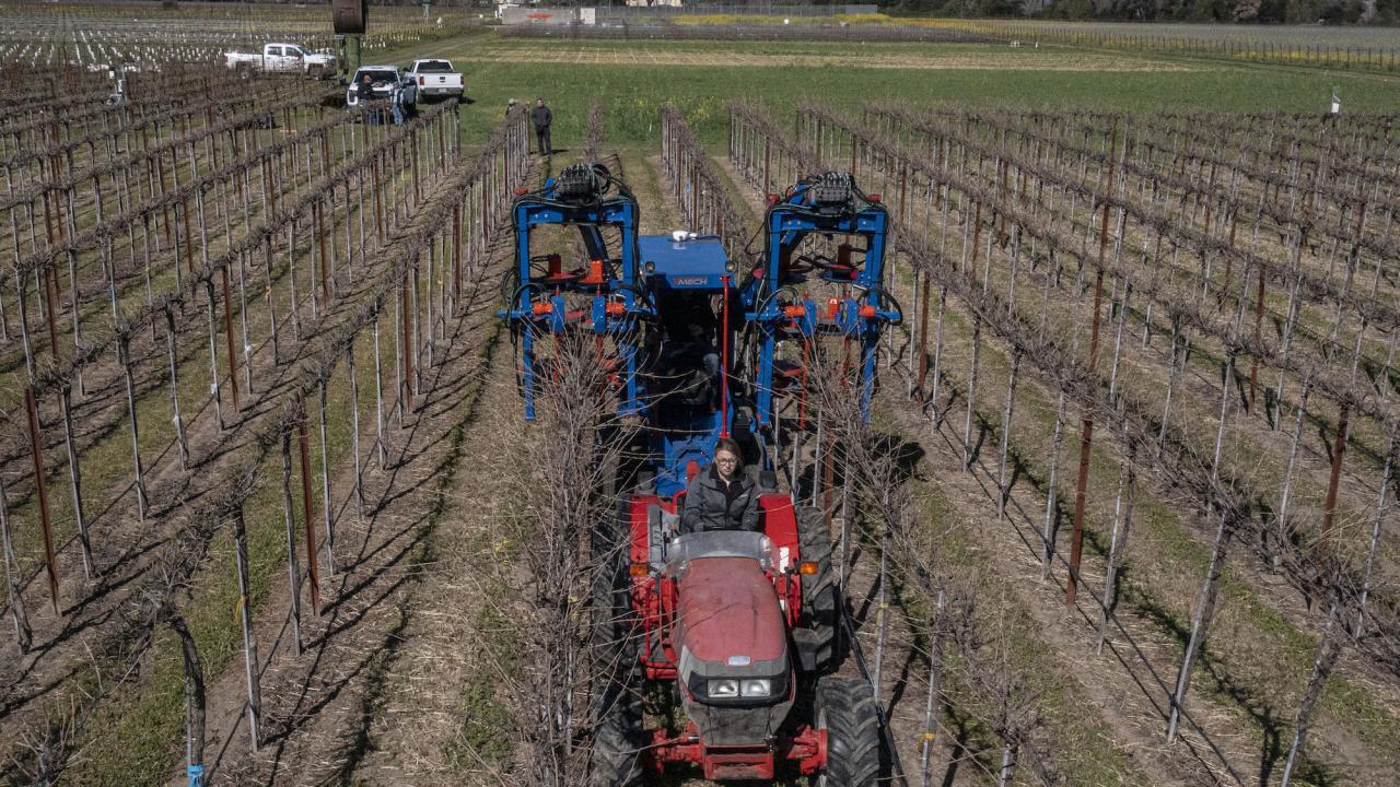 Using mechanical pruning like above can save between 60% to 80% of labor operation costs per acre compared to manual pruning alone. (Hector Amezcua/UC Davis)