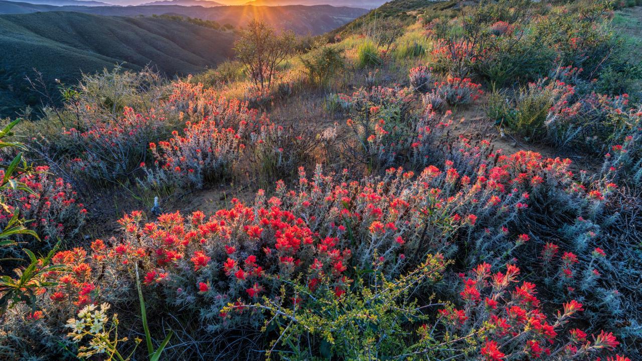 Field of flowers in bloom