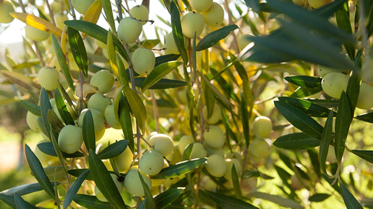 Olives on a tree.