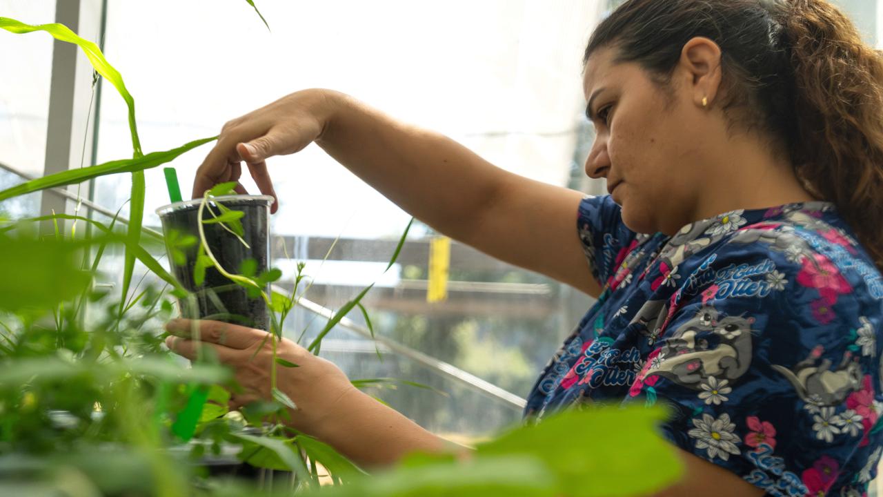 Postdoctoral scholar Pershang Hosseini examines a specimen inside the Contained Research Facility at UC Davis where research projects are examining ways to control and learn more about Orobanche ramosa. (Jael Mackendorf/UC Davis)
