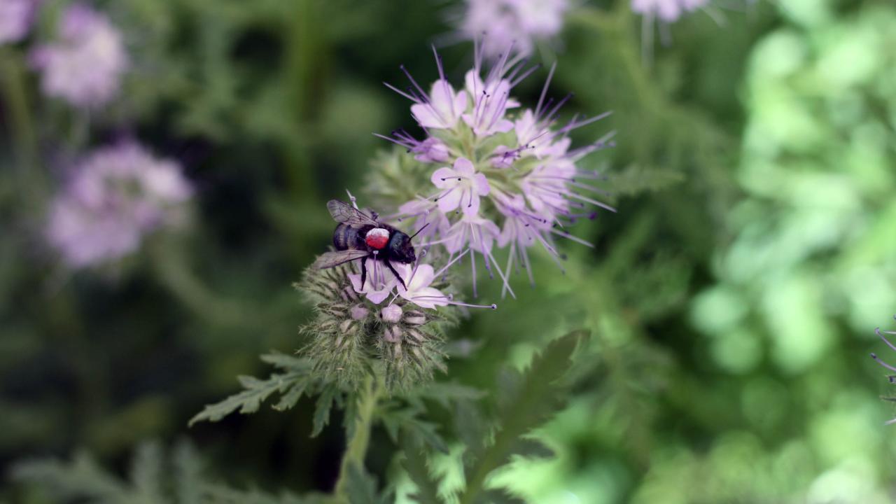 The blue orchard bee, shown here on the lacy phacelia wildflower, was exposed to a neonicotinoid for the study. (Clara Stuligross/UC Davis)