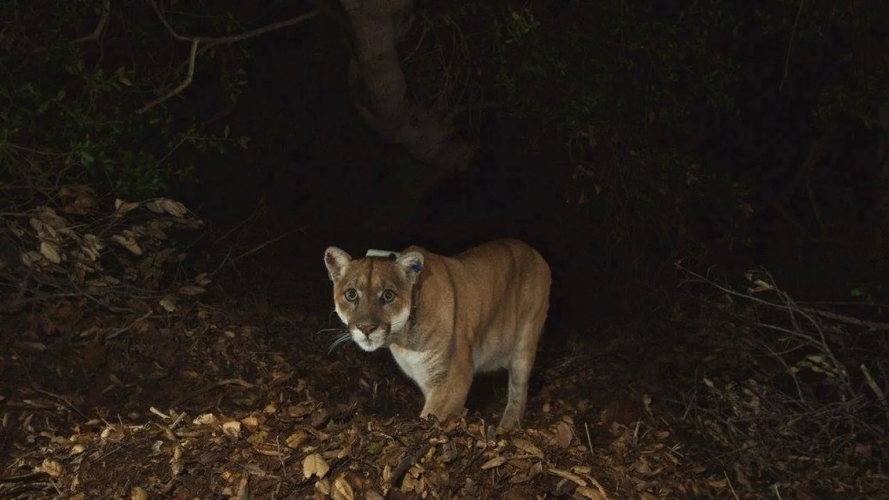 P-22 stares at a remote camera positioned in the Santa Monica Mountains in 2015. (National Park Service)