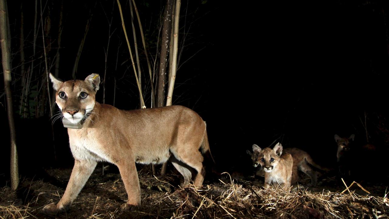 P65 walks with her kittens. In a UC Davis study, female mountain lions were generally more active during the day and closer to sunrise, perhaps because they are constrained by avoiding male mountain lions and not able to respond as strongly to recreation. © National Park Service