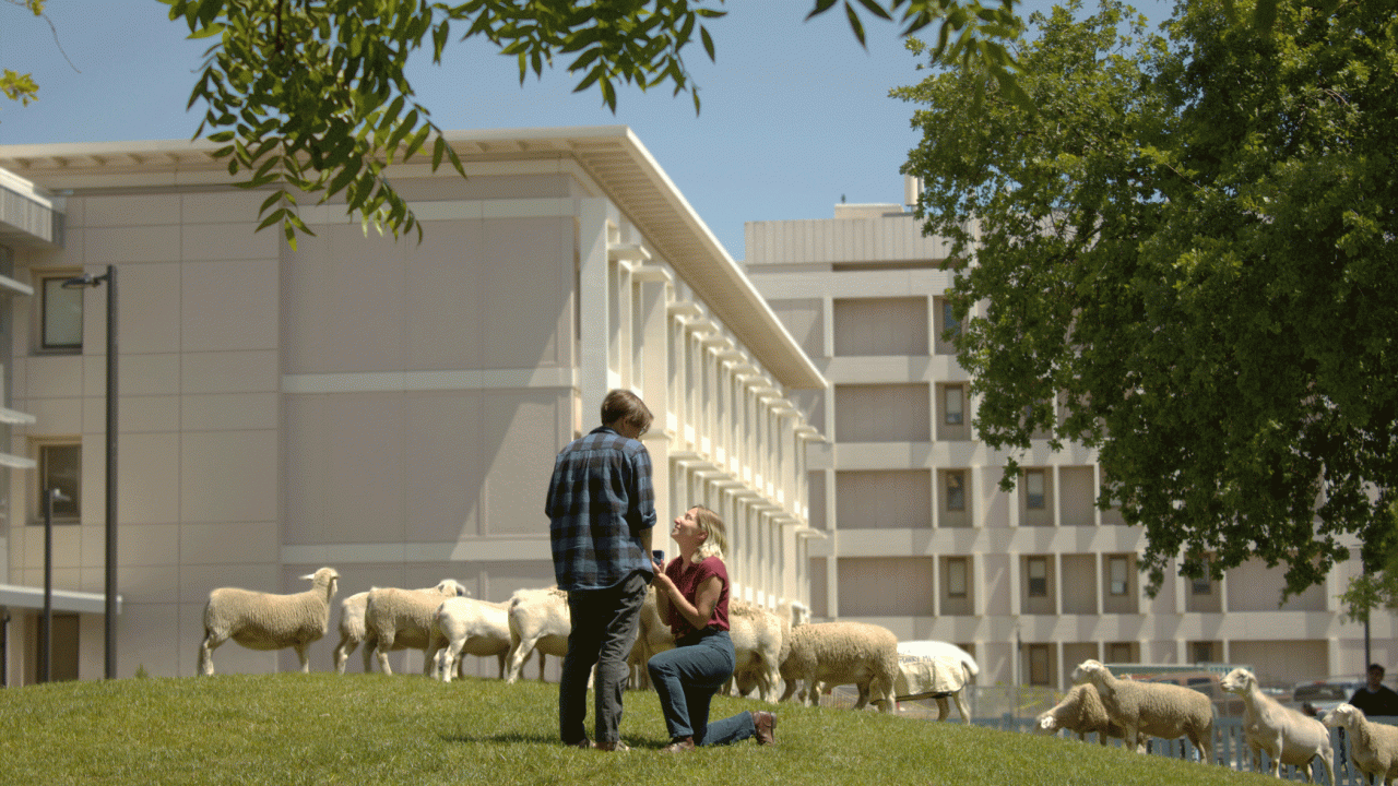 Dylan Moore and Lauren Mabe, both Ph.D. candidates with the Geography Graduate Group, got engaged during a UC Davis Sheepmowers grazing event on campus near the Silo. Photo by: Annie Miyadi, UC Davis
