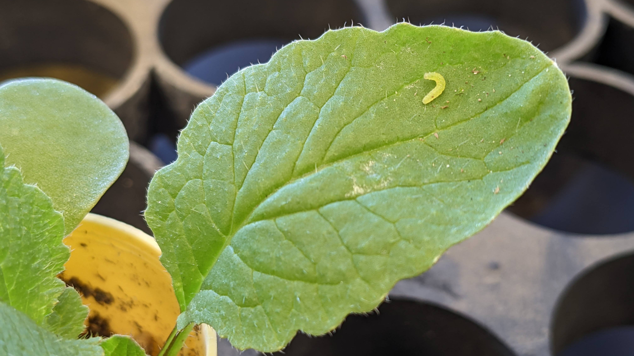 A new UC Davis study finds that caterpillars exposed to warmer nights grew faster on average, but many didn’t survive long enough to transform into butterflies. (Louie Yang / UC Davis)