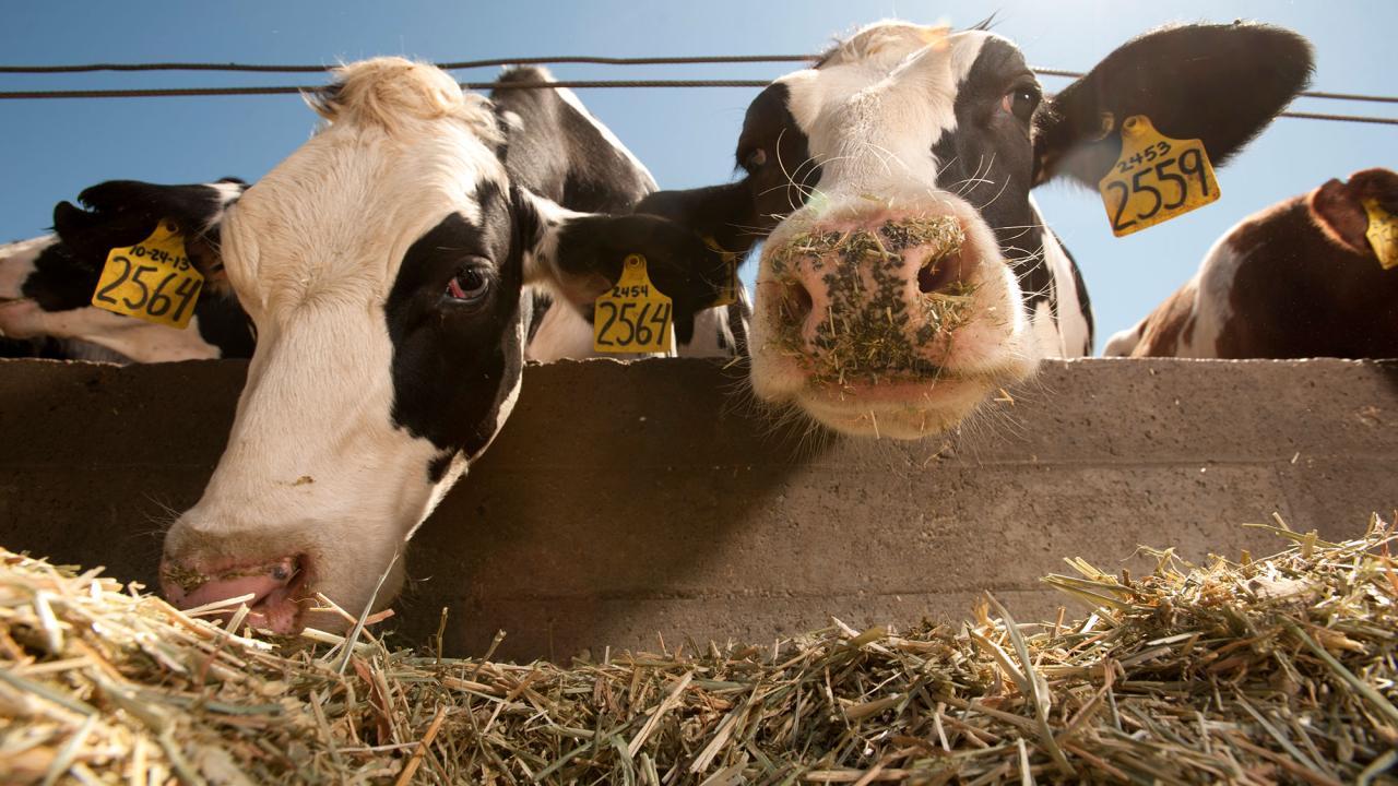Two cows eating hay.