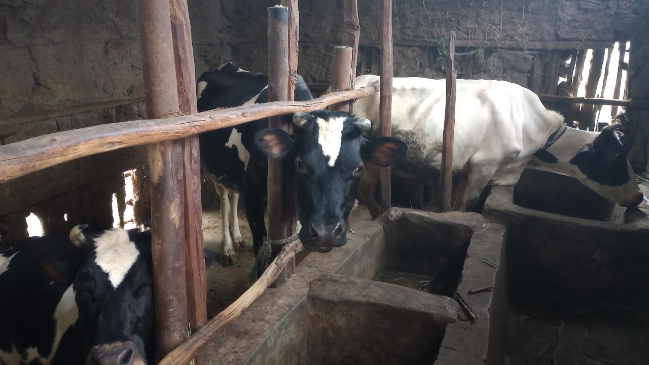 Cows on a farm in Hawassa, Ethiopia