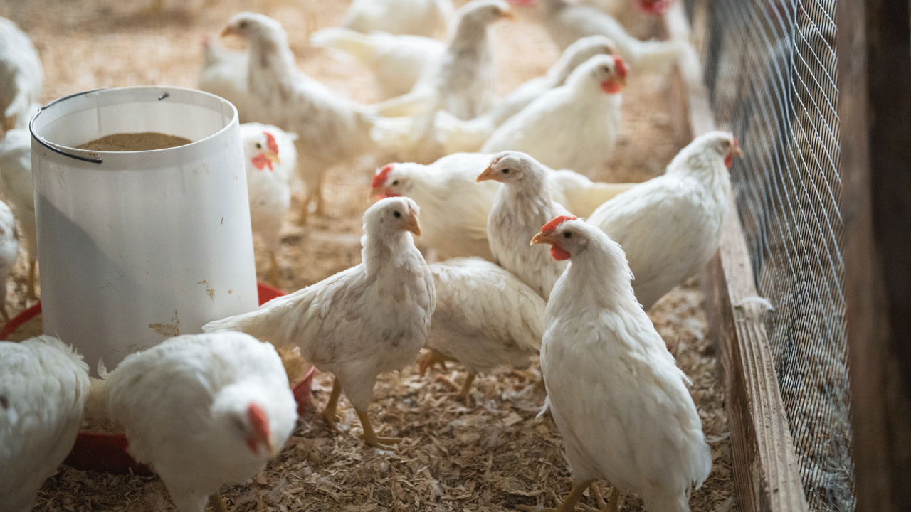 Chickens in a coop.