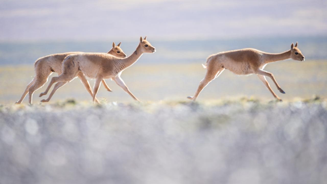 Vicuñas crossing the landscape. (Joe Riis)