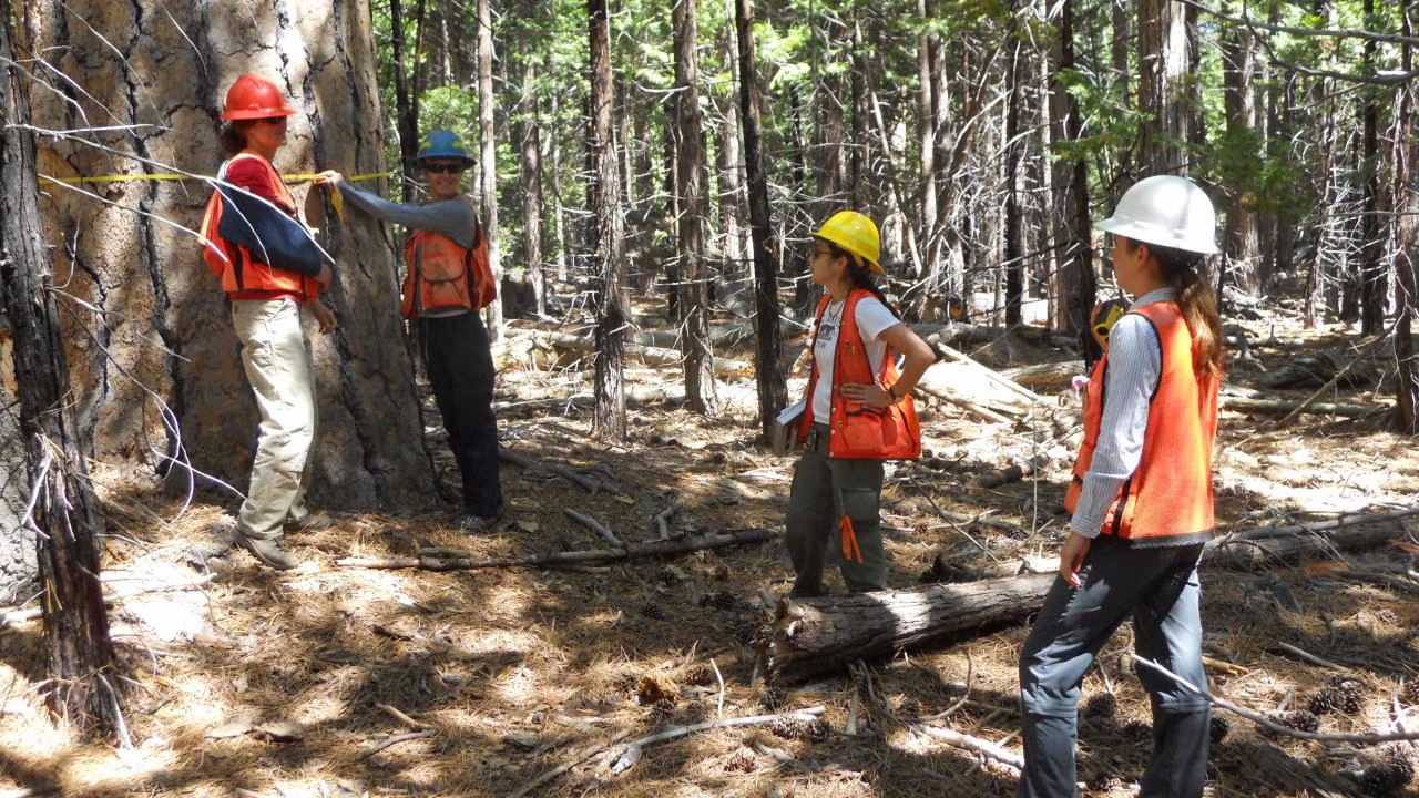 UC Davis field crew conducts forest inventory in the Emerald Point old-growth stand at Lake Tahoe. Ancient ponderosa pines that once grew in a open-canopied forest now confront waves of fire-intolerant firs and incense cedars that have taken advantage of a century of fire suppression. (Hugh Safford, UC Davis)