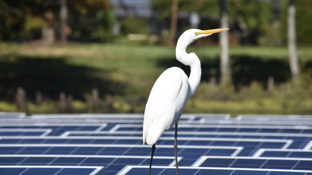 A Great Egret rests atop an floating solar project. (Rebecca R. Hernandez, UC Davis)