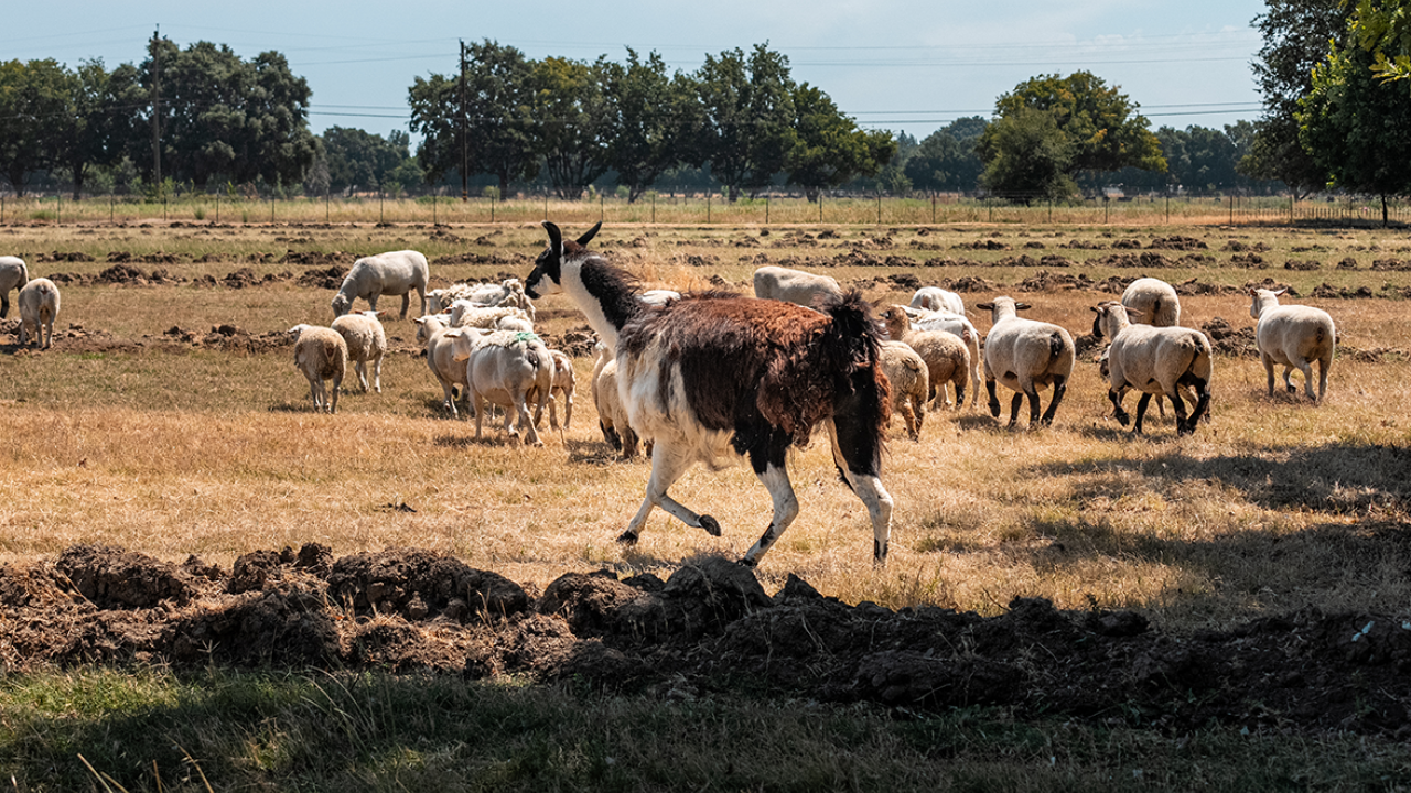 The llama and her flock at the Sheep Barn. (Jael Mackendorf / UC Davis)