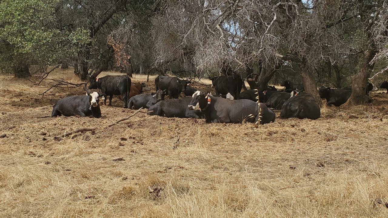 Cows gathering at the 625-acre grazing site in Browns Valley. (Kristina Horback / UC Davis)