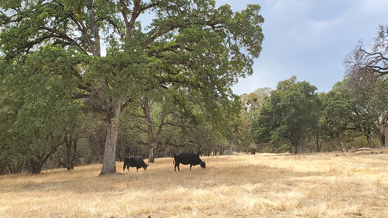 Nomad cows spreading out from the herd to graze at the UC Sierra Foothill Research and Extension Center. (Kristina Horback / UC Davis)