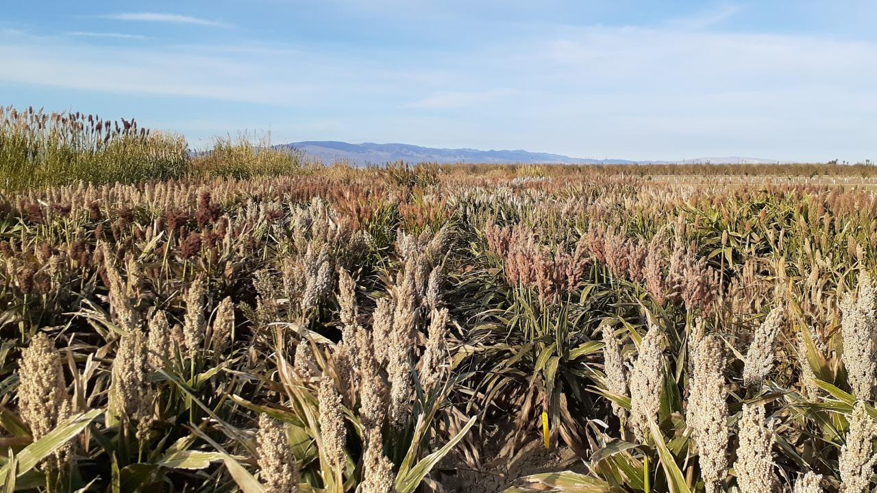 A field of sorghum.