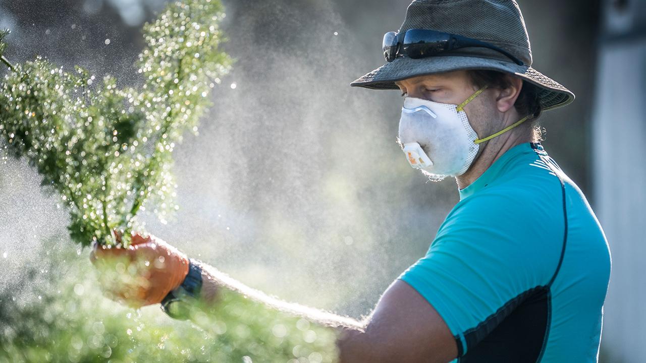 Ken Early helped harvest produce at the Student Farm on March 19. He and other essential workers at the farm followed safe practices such as wearing masks, washing hands and keeping at least six feet apart. The Student Farm continued to harvest crops and to make them available to the community.