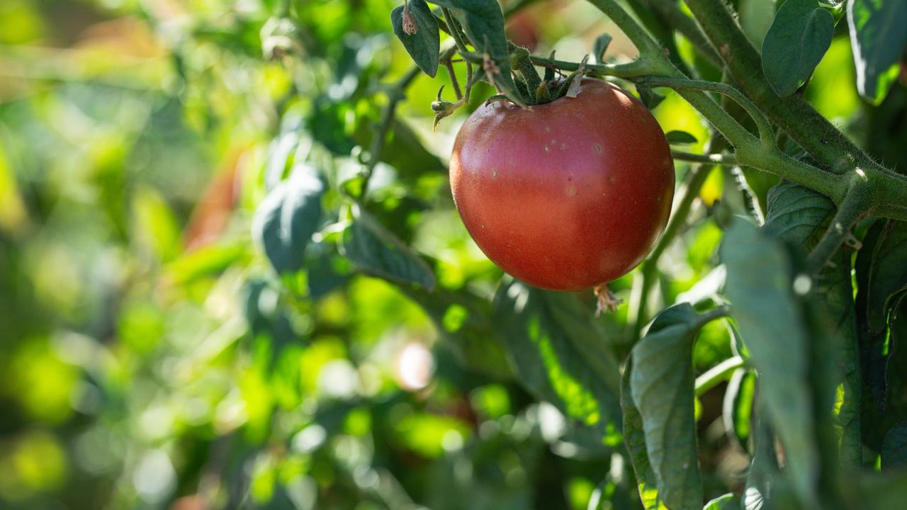A tomato growing at the Student Farm. (Jael Mackendorf / UC Davis)