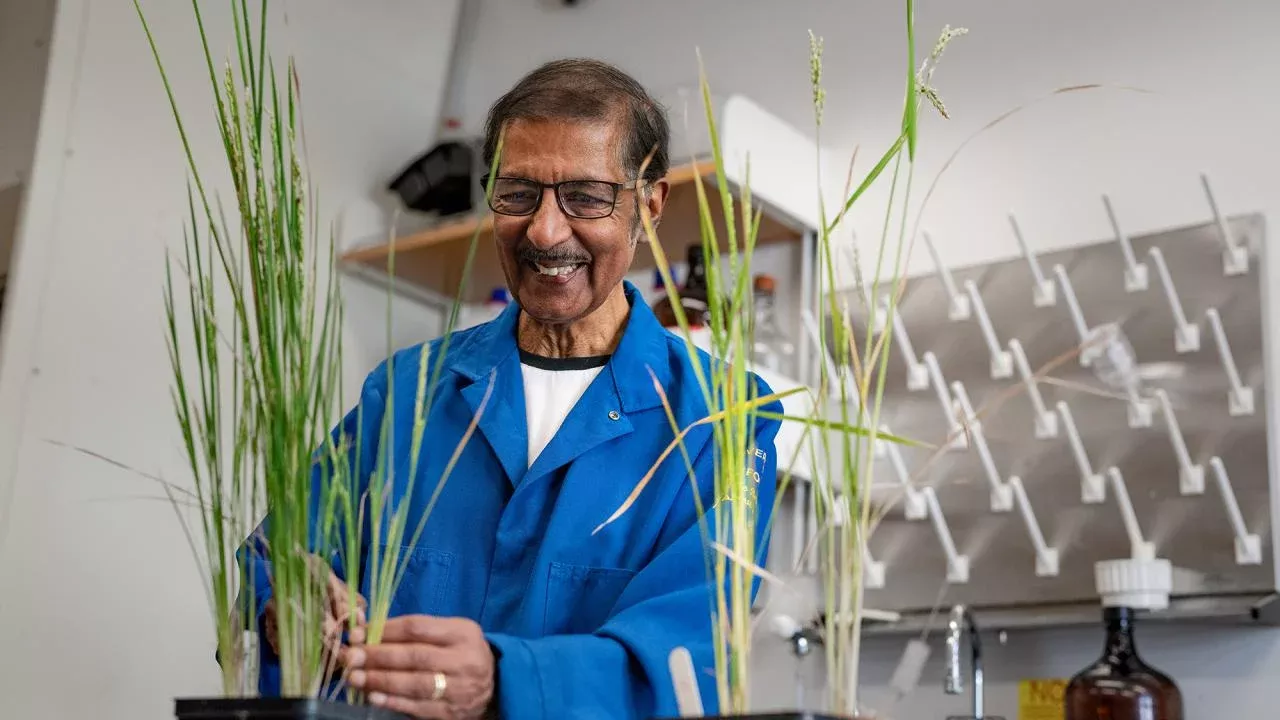 Venkatesan Sundaresan, a plant reproduction biologist at UC Davis, has been awarded a 2024 Wolf Prize in Agriculture for his groundbreaking work on plant reproduction, which led to a method for producing clonal plant seeds. (Jael Mackendorf/UC Davis)