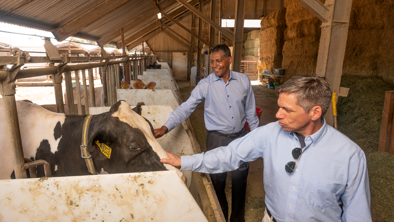 Ermias Kebreab and Matthias Hess stand together in the cow dairy facilities. They won the TED Audacious award with UC Berkeley and UCSF for their work with dairy cows.
