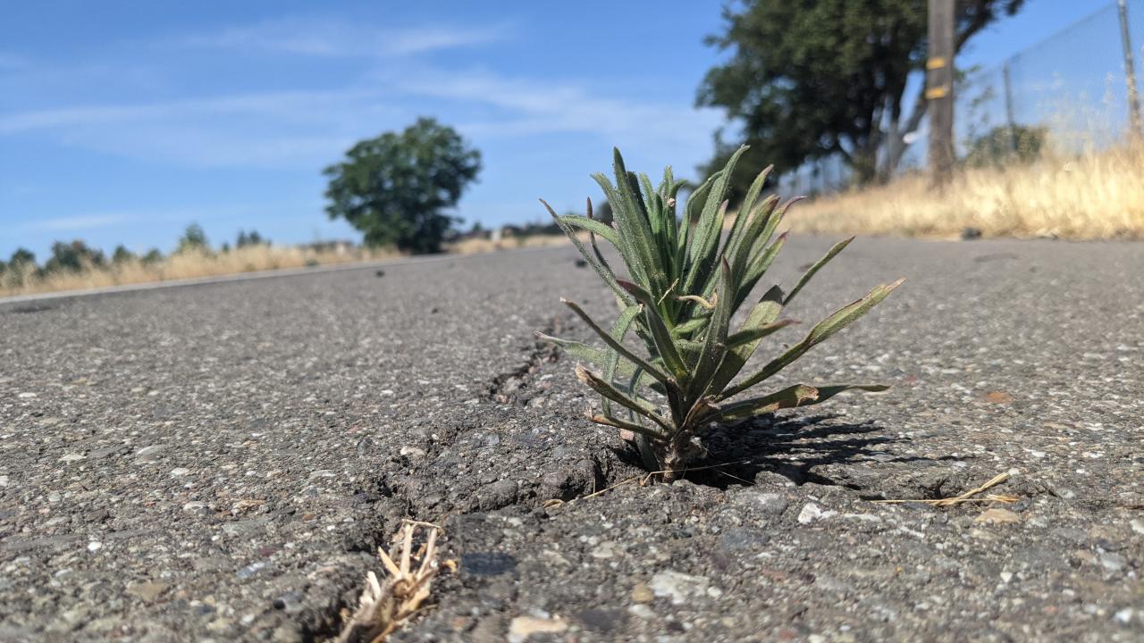 Tarweed plant growing near I-80 in Davis.