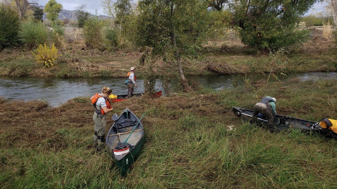 From left, UC Davis lead author Lauren Hitt, junior specialist Jordan Colby and coauthor Mackenzie Miner prepare to search for chinook salmon on Lower Putah Creek by canoe. (Dennis Cocherell, UC Davis).