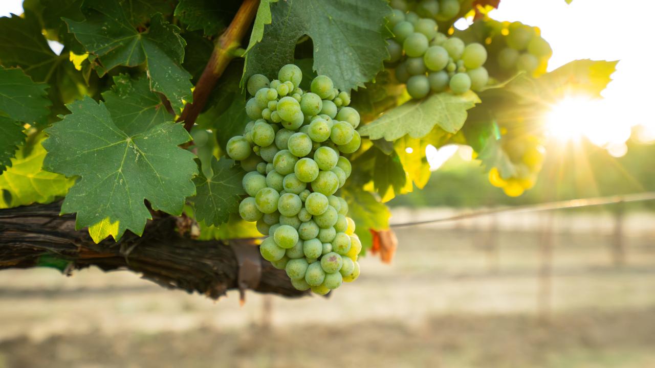 Grapes in a vineyard (Jael Mackendorf/UC Davis)