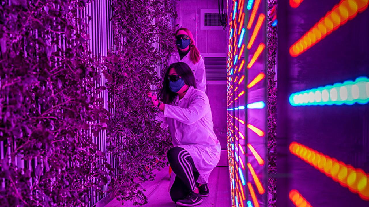 Yufei Qian, a graduate student in Horticulture & Agronomy, inspects some of the plants.