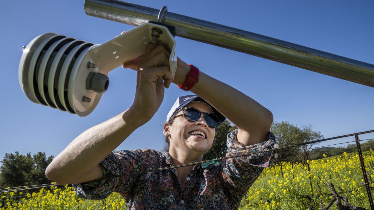 Beth Forrestel, an assistant professor and plant biologist in the Department of Viticulture and Enology, installs a digital monitor at a vineyard that belongs to Warren Winiarski