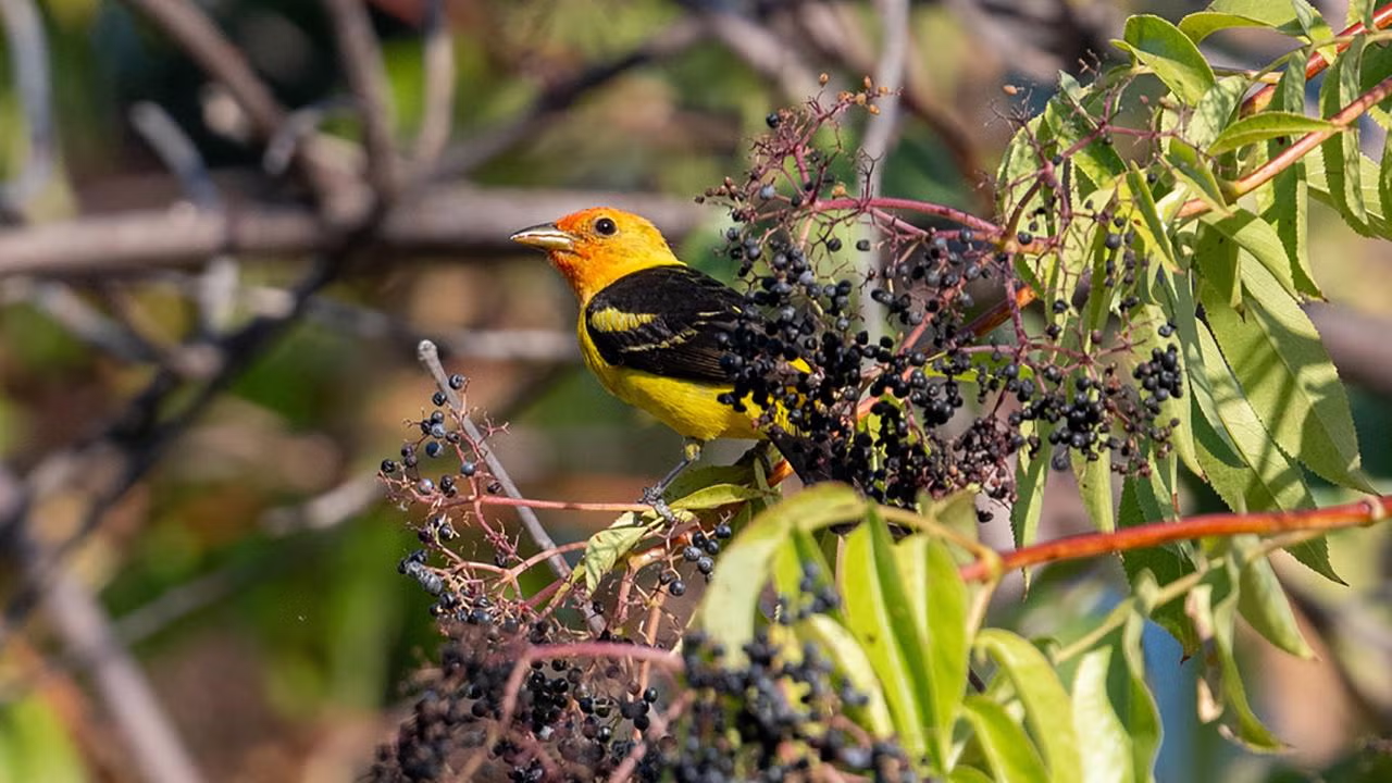 Western tanagers are migratory birds that are present in Northern California in the spring and again in late summer. A new study shows that observations by 'citizen scientists' using apps such as iNaturalist and eBird accurately reflect bird migrations and therefore can be used in scientific studies. (Photo by Jonathan Eisen, UC Davis)
