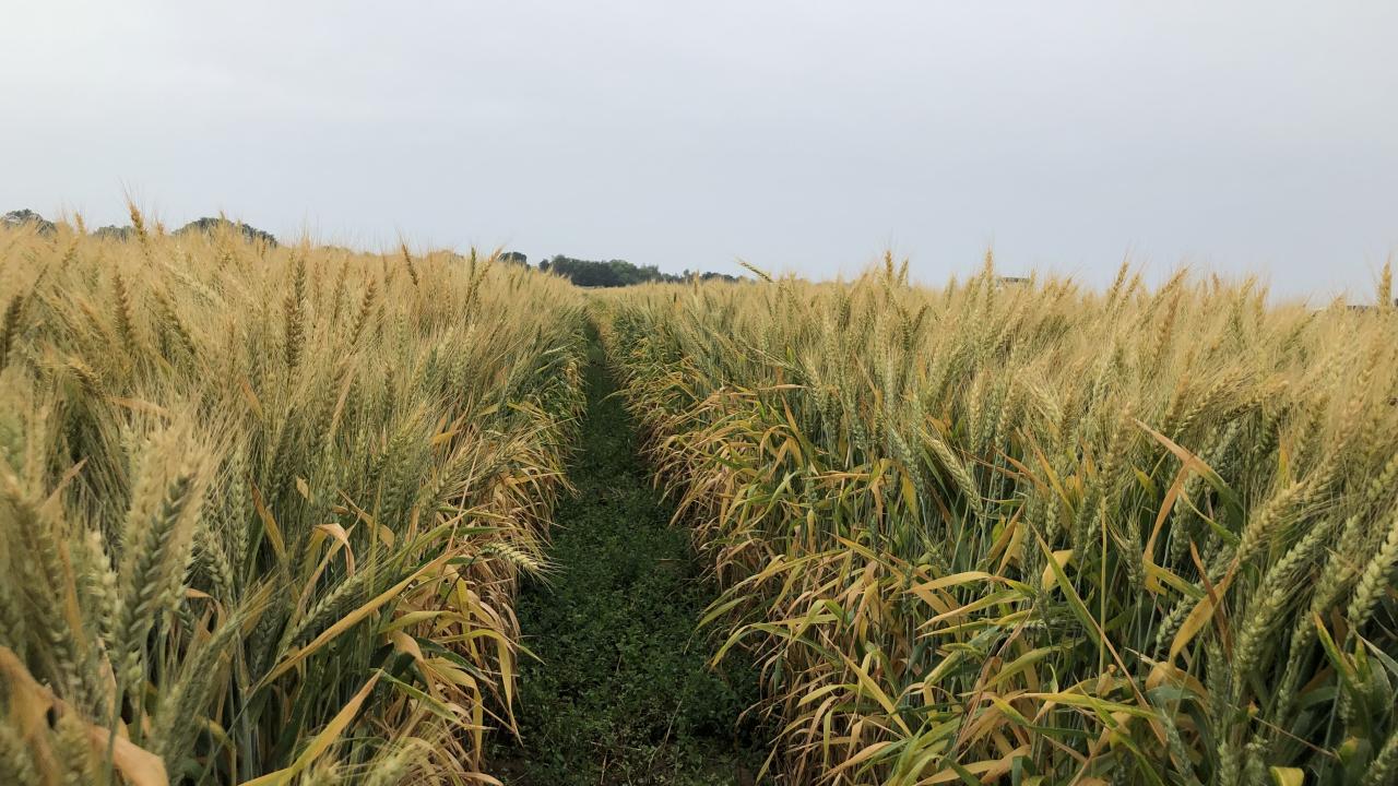 Rows of wheat.