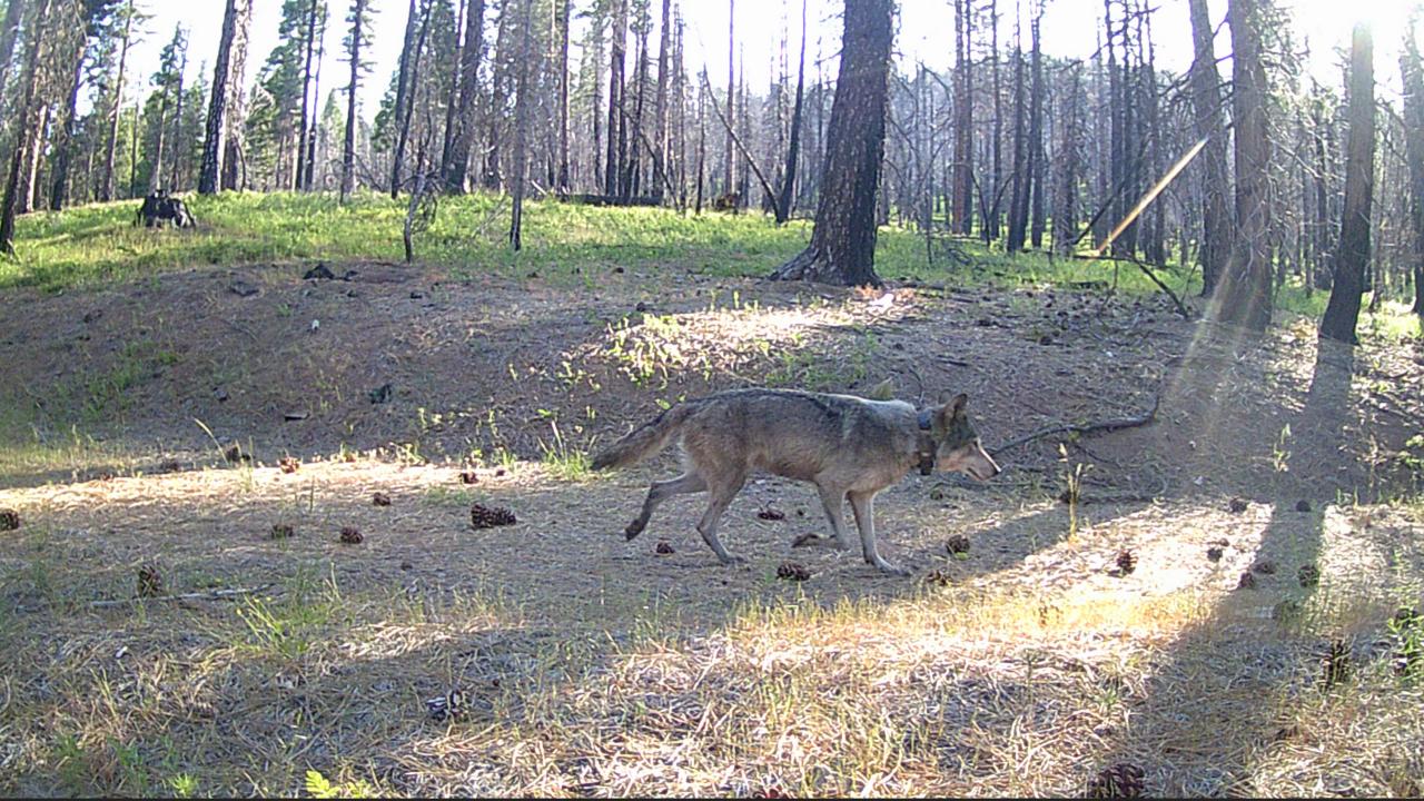 A gray wolf walking in a sunlit pine forest with scattered cones and long tree shadows