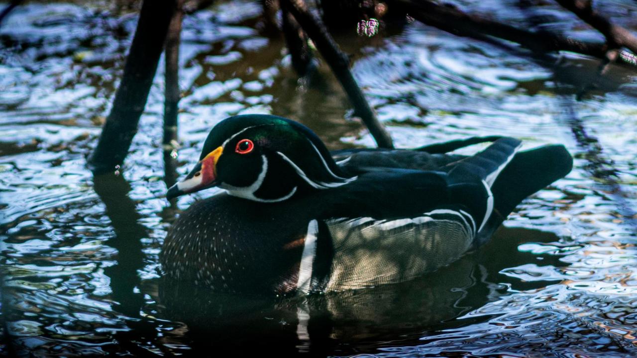 Wood Duck