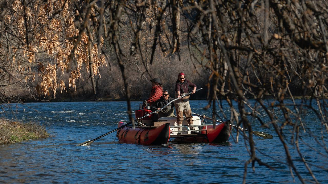 Yurok Tribal Fisheries members (front to back) Leanne Knutson, Gilbert Myers and Jamie Holt float the Klamath River below Iron Gate dam during a November 2023 fish carcass survey. (Alysha Beck/UC Davis)