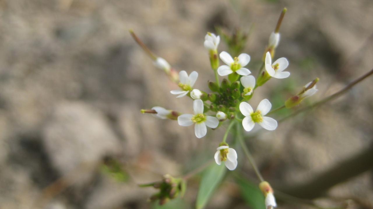 Studying the genome of thale cress, a small flowering weed, led to a new understanding about DNA mutations. (Pádraic Flood)