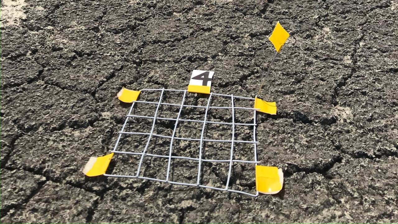 Biological soil crust, or biocrust, on dryland near Winnemucca, Nevada, on the Great Basin. The metal quadrat (a square meter) is used in surveying the functional groups of the biocrust and quantifying its cover in the field. (Daniel Kozar/UC Davis)