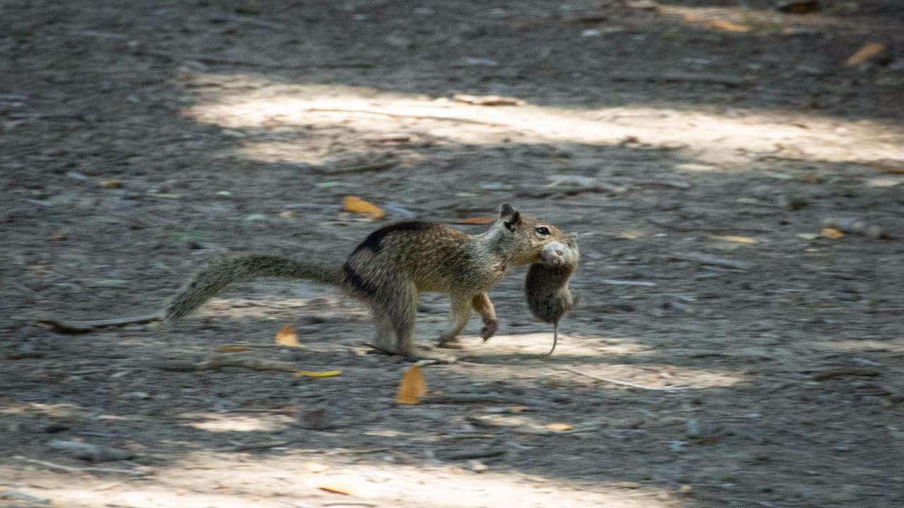 A California ground squirrel in Conta Costa County runs with a vole it hunted in its mouth. A study from UC Davis and University of Wisconsin-Eau Claire is the first to document widespread carnivorous feeding of voles by squirrels. (Sonja Wild, UC Davis)