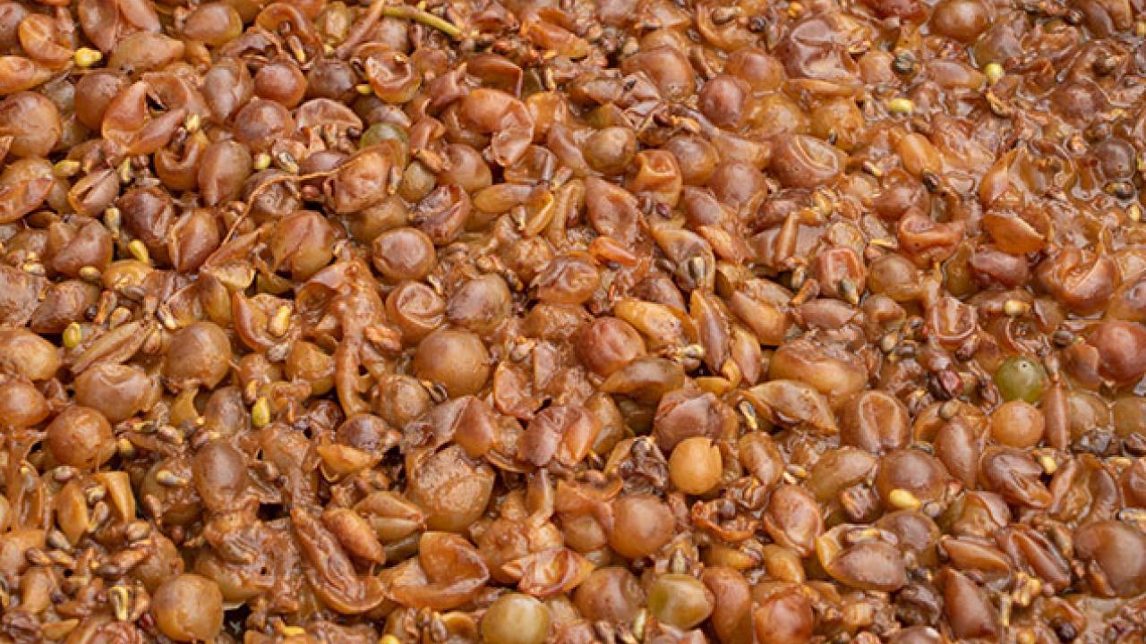 Chardonnay Pumace