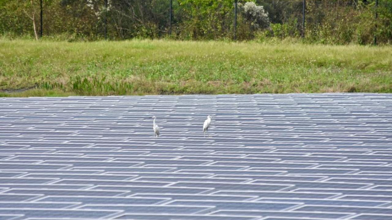 Two white great egrets stand atop a floatovoltaic array in Florida. (Rebecca R. Hernandez/UC Davis)