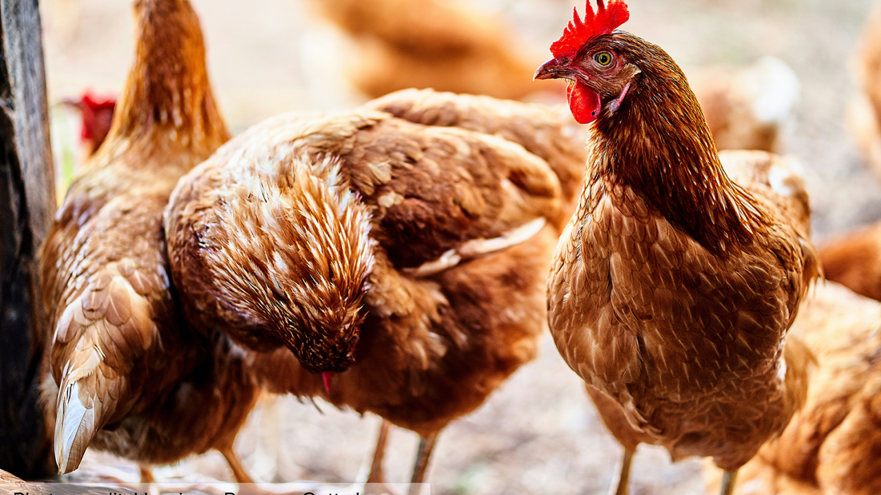 Chickens gather together