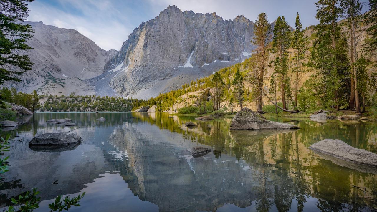 White pines dominate this high-elevation forest at Sequoia and Kings Canyon national parks. (Joan Dudney/UC Davis)