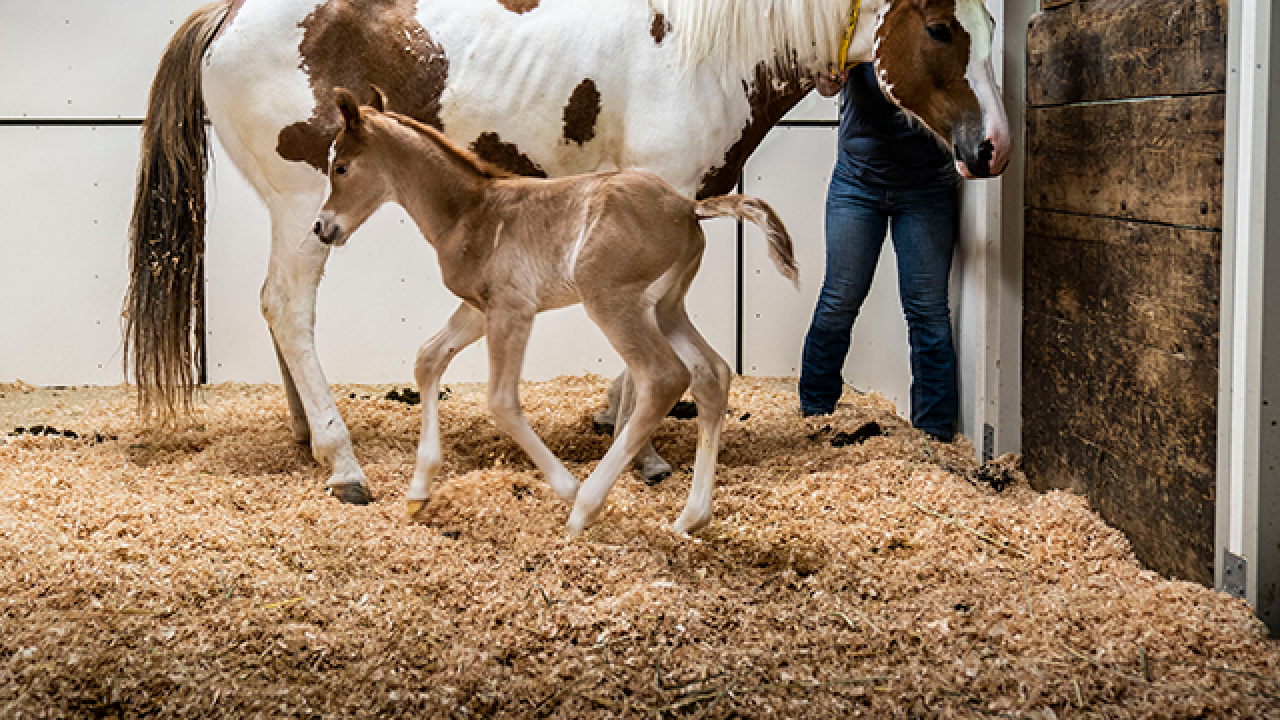 A horse with a pony in the Horse Barn.