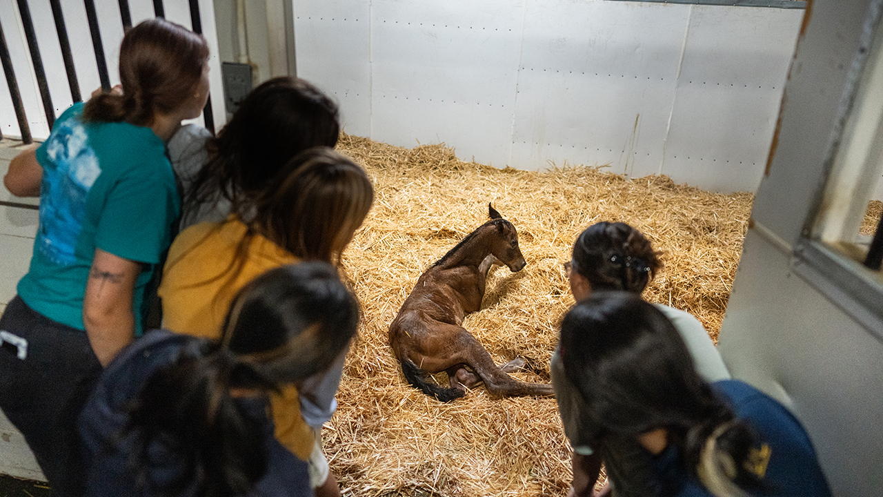 A group of people watch over a newly born horse.