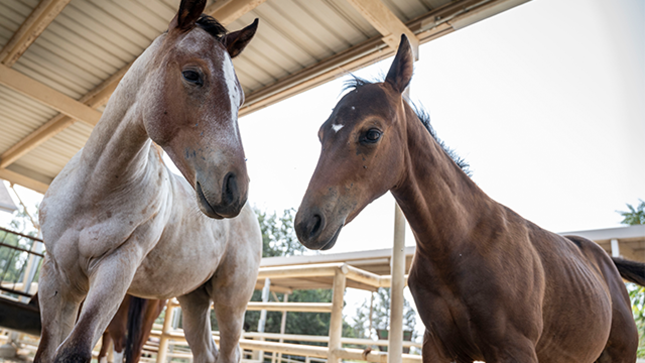 Young horses in their spaces at the UC Davis Horse Barn.